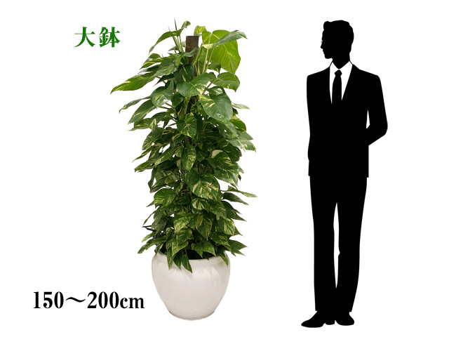 観葉植物と鉢のサイズとレンタル価格-大鉢