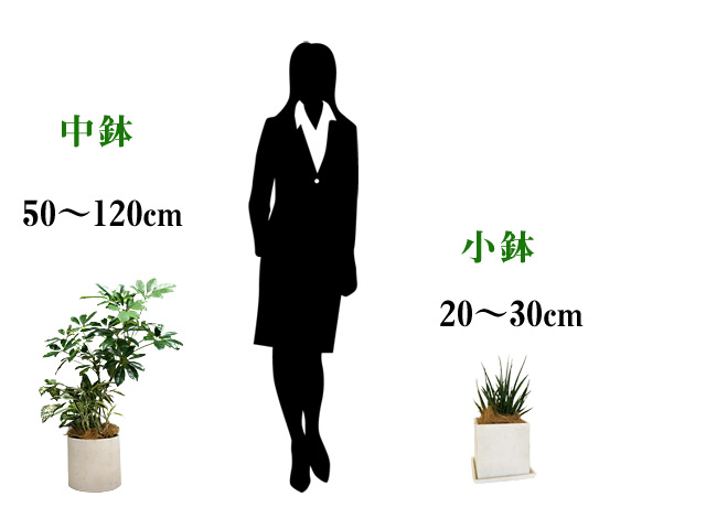 観葉植物と鉢のサイズとレンタル価格-中鉢・小鉢